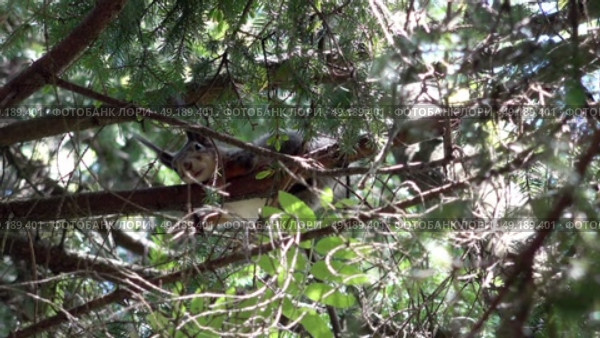 Уставшая дикая белка лежит на ветке дерева в лесу. Подмосковье. Май. A tired wild squirrel lies on a tree branch in the forest. Moscow region. May. Стоковое видео, видеограф Горшков Александр / Фотобанк Лори