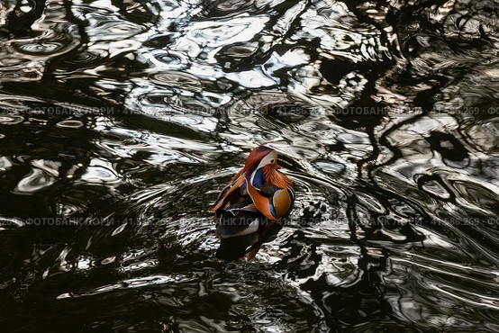 Утка-мандаринка (Mandarin Duck) в воде озера. Стоковое фото, фотограф Pukhov K / Фотобанк Лори