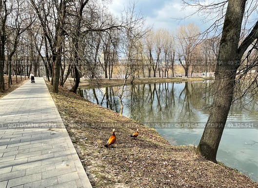 Утки огарь на берегу пруда в Лефортовском парке весной в пасмурную погоду. Москва (2023 год). Стоковое фото, фотограф Овчинникова Ирина / Фотобанк Лори