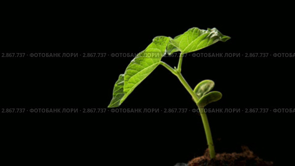 Увядающее растение фасоли. Таймлапс. Стоковое видео, видеограф Коваль Василий / Фотобанк Лори
