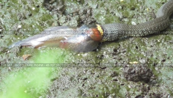 Уж Natrix natrix поймал головастика. Стоковое видео, видеограф Александр Мамонтов / Фотобанк Лори