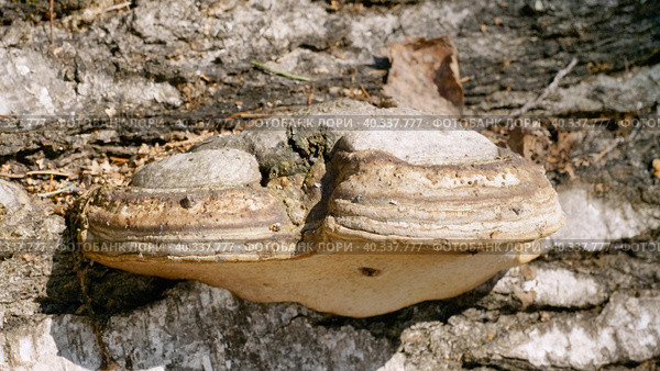 Южный Урал, грибы трутовики на стволе поваленной березы. Southern Urals, tinder mushrooms on the trunk of a fallen birch. Стоковое фото, фотограф Евгений Романов / Фотобанк Лори