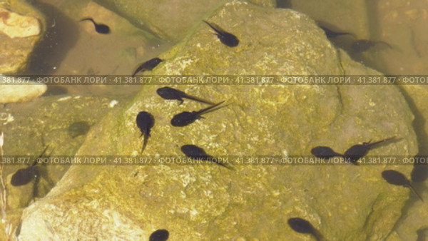 Южный Урал, лето. Головастики в горном пруду. Southern Urals, summer. Tadpoles in a mountain pond. Стоковое видео, видеограф Евгений Романов / Фотобанк Лори