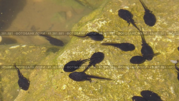 Южный Урал, лето. Головастики в горном пруду. Southern Urals, summer. Tadpoles in a mountain pond. Стоковое видео, видеограф Евгений Романов / Фотобанк Лори