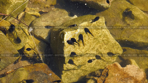 Южный Урал, лето. Головастики в горном пруду. Southern Urals, summer. Tadpoles in a mountain pond. Стоковое фото, фотограф Евгений Романов / Фотобанк Лори
