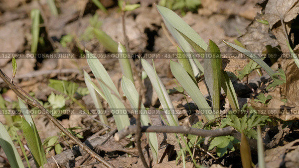 Южный Урал, молодые побеги тюльпана лесного (Tulipa sylvestris) в лесу весной. Southern Urals, young shoots of the wild tulip (Tulipa sylvestris) in the forest in spring. Стоковое фото, фотограф Евгений Романов / Фотобанк Лори