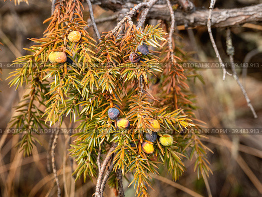 Южный Урал осенью, листва и шишкоягоды можжевельника (Juniperus communis). Southern Urals in autumn, foliage and berry-like cones of juniper (Juniperus communis). Стоковое фото, фотограф Евгений Романов / Фотобанк Лори