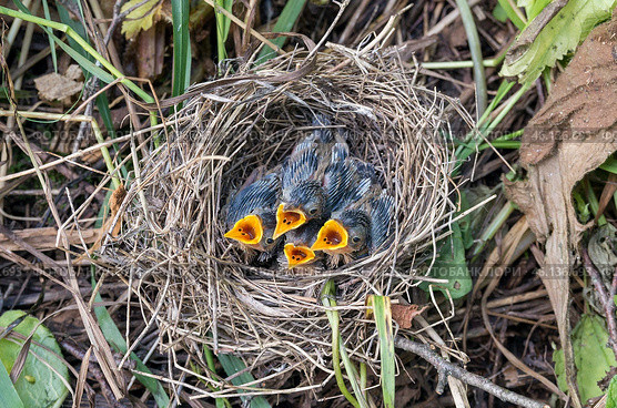 Южный Урал, птенцы камышовки болотной (Acrocephalus palustris) в гнезде. The Southern Urals, Warbler (Acrocephalus palustris) chicks in the nest. Стоковое фото, фотограф Евгений Романов / Фотобанк Лори