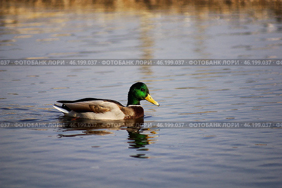 Южный Урал, самец кряквы (Anas platyrhynchos) на воде. Southern Urals, male mallard (Anas platyrhynchos) on the water. Стоковое фото, фотограф Евгений Романов / Фотобанк Лори