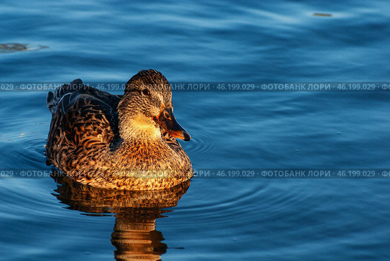 Южный Урал, самка кряквы (Anas platyrhynchos) на воде. Southern Urals, female mallard (Anas platyrhynchos) on the water. Стоковое фото, фотограф Евгений Романов / Фотобанк Лори