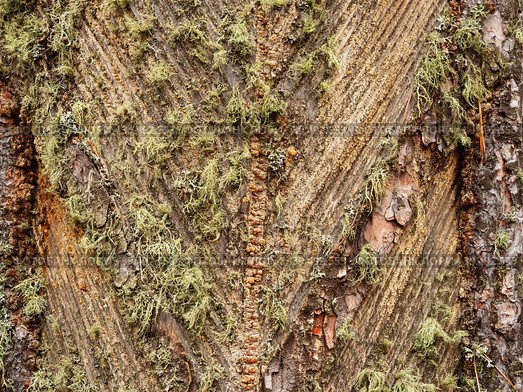 Южный Урал, следы подсечки на стволе сосны с остатками смолы. Southern Urals, the pine-tapping traces on the trunk with resin residues. Стоковое фото, фотограф Евгений Романов / Фотобанк Лори