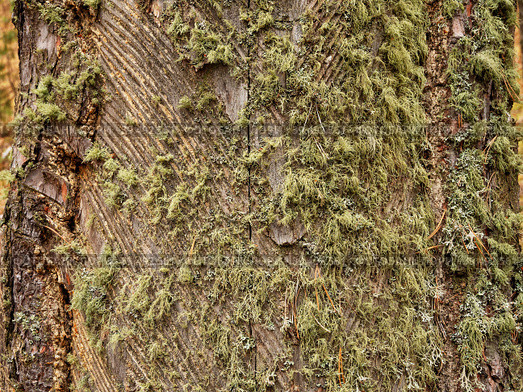 Южный Урал, следы подсечки на стволе сосны с остатками смолы. Southern Urals, the pine-tapping traces on the trunk with resin residues. Стоковое фото, фотограф Евгений Романов / Фотобанк Лори