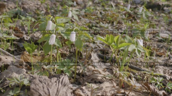 Южный Урал, цветение ветренички алтайской (Anemonoides altaica) весной. Southern Urals, flowering of the Anemonoides altaica in spring. Стоковое видео, видеограф Евгений Романов / Фотобанк Лори