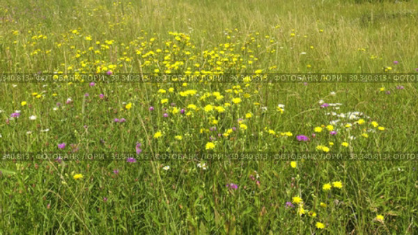 Южный Урал, цветущая Горлюха ястребинковая (Picris hieracioides) на лугу. Southern Urals, blooming hawkweed oxtongue (Picris hieracioides) in the meadow. Стоковое видео, видеограф Евгений Романов / Фотобанк Лори