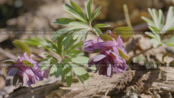 Южный Урал, цветущая хохлатка плотная (Corydalis solida) в лесу весной. Southern Urals, flowering fumewort (Corydalis solida) in the forest in spring. Стоковое видео, видеограф Евгений Романов / Фотобанк Лори