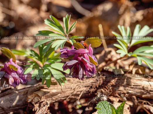 Южный Урал, цветущая хохлатка плотная (Corydalis solida) в лесу весной. Southern Urals, flowering fumewort (Corydalis solida) in the forest in spring. Стоковое фото, фотограф Евгений Романов / Фотобанк Лори