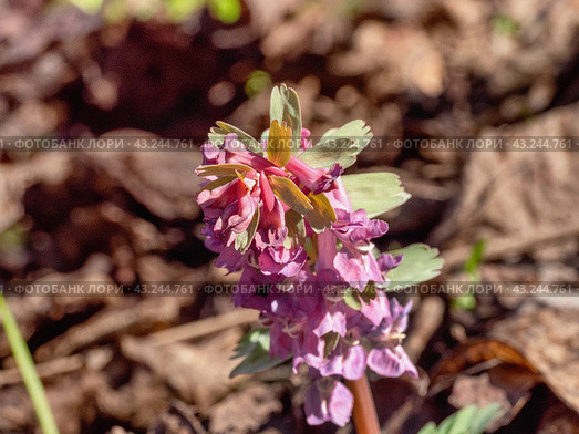 Южный Урал, цветущая хохлатка плотная (Corydalis solida) в лесу весной. Southern Urals, flowering fumewort (Corydalis solida) in the forest in spring. Стоковое фото, фотограф Евгений Романов / Фотобанк Лори