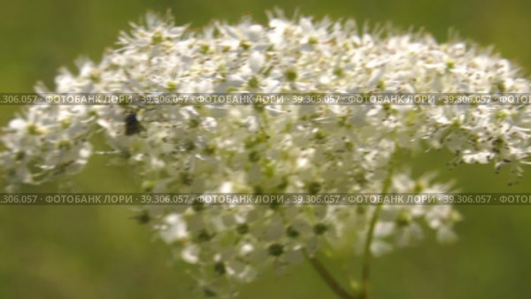 Южный Урал, цветущая таволга (Filipendula ulmaria) в поле. Southern Urals, flowering meadowsweet (Filipendula ulmaria) in the field. Стоковое видео, видеограф Евгений Романов / Фотобанк Лори