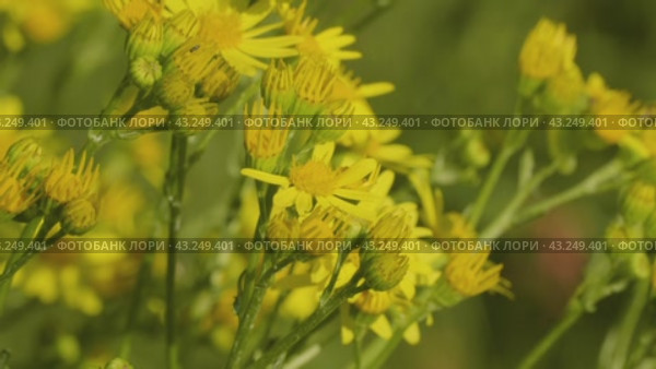 Южный Урал, цветущая якобея обыкновенная (Jacobaea vulgaris) на лужайке летом. Southern Urals, blooming Jacobaea vulgaris (Jacobaea vulgaris) on the lawn in summer. Стоковое видео, видеограф Евгений Романов / Фотобанк Лори