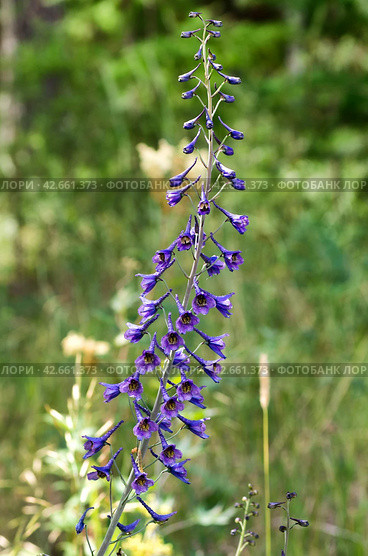 Южный Урал, цветущий дельфиниум или живокость (Delphinium) на лугу. Southern Urals, blooming Delphinium in the meadow. Стоковое фото, фотограф Евгений Романов / Фотобанк Лори