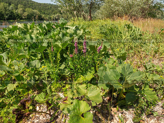Южный Урал, цветущий дербенник иволистный (Lythrum salicaria) или плакун-трава на берегу реки. The Southern Urals, flowering purple loosestr (Lythrum salicaria) on the riverbank. Стоковое фото, фотограф Евгений Романов / Фотобанк Лори