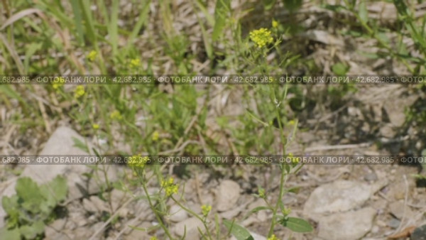 Южный Урал, цветущий желтушник левкойный (Erysimum cheiranthoides) на берегу реки. Southern Urals, flowering treacle-mustard (Erysimum cheiranthoides) on the river bank. Стоковое видео, видеограф Евгений Романов / Фотобанк Лори