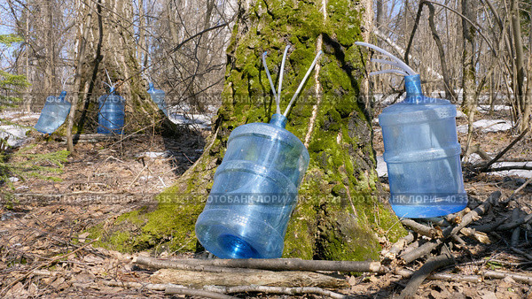 Южный Урал, весенняя тайга: сбор берёзового сока в бутыли. Southern Urals, spring taiga: collecting birch sap in bottles. Стоковое фото, фотограф Евгений Романов / Фотобанк Лори