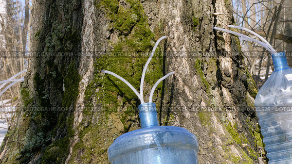 Южный Урал, весенняя тайга: сбор берёзового сока в бутыли. Southern Urals, spring taiga: collecting birch sap in bottles. Стоковое фото, фотограф Евгений Романов / Фотобанк Лори