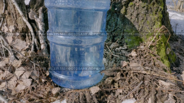 Южный Урал, весенняя тайга: сбор берёзового сока в бутыли. Southern Urals, spring taiga: collecting birch sap in bottles. Стоковое видео, видеограф Евгений Романов / Фотобанк Лори