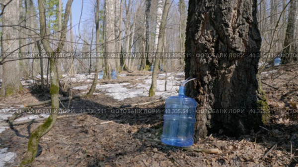 Южный Урал, весенняя тайга: сбор берёзового сока в бутыли. Southern Urals, spring taiga: collecting birch sap in bottles. Стоковое видео, видеограф Евгений Романов / Фотобанк Лори