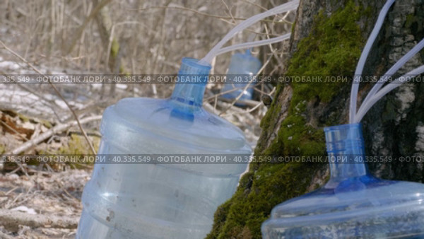 Южный Урал, весенняя тайга: сбор берёзового сока в бутыли. Southern Urals, spring taiga: collecting birch sap in bottles. Стоковое видео, видеограф Евгений Романов / Фотобанк Лори