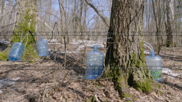 Южный Урал, весенняя тайга: сбор берёзового сока в бутыли. Southern Urals, spring taiga: collecting birch sap in bottles. Стоковое видео, видеограф Евгений Романов / Фотобанк Лори