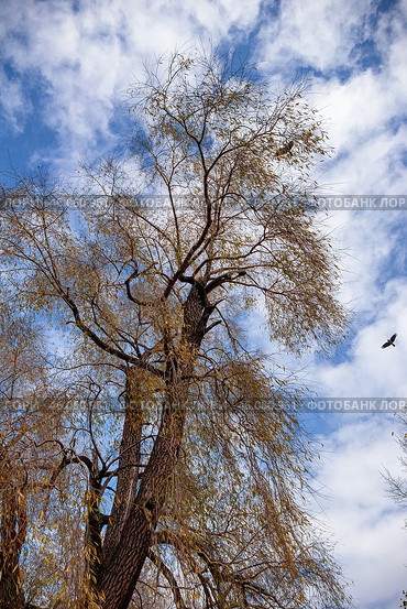 Южный Урал, вороны кружат над ивой белой (Salix alba). Southern Urals, crows circle over a white willow tree (Salix alba). Стоковое фото, фотограф Евгений Романов / Фотобанк Лори