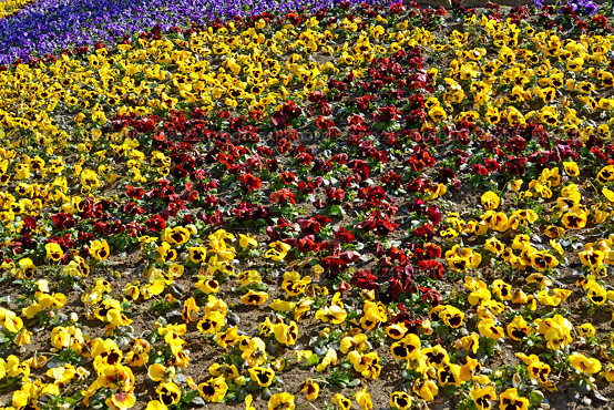 Узор в цветнике в виде звезды. Анютины глазки (Viola tricolor) Стоковое фото, фотограф Ирина Борсученко / Фотобанк Лори