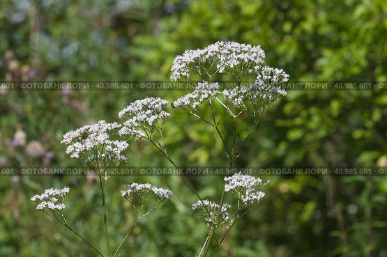 Valerian flower (Valeriana officinalis) flowers in the garden, close up. Стоковое фото, фотограф Александр Курлович / Фотобанк Лори