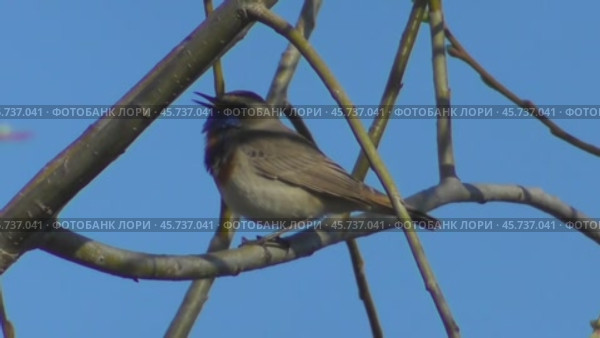 Варакушка Luscinia svecica. Стоковое видео, видеограф Александр Мамонтов / Фотобанк Лори