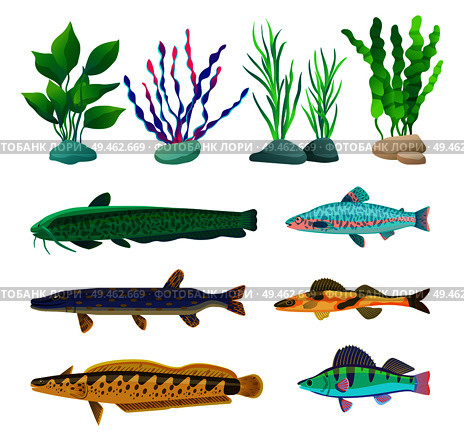 Various algae type, predatory and aquarium fish rare and common specie variegation. Multicolored marine inhabitants vector illustration on white.. Various Algae and Marine Creatures Illustration. Стоковая иллюстрация, агентство Ingram Publishing / Фотобанк Лори
