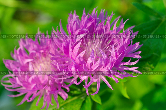 Василек подбеленный (лат. Centaurea dealbata) в саду крупным планом. Стоковое фото, фотограф Елена Коромыслова / Фотобанк Лори