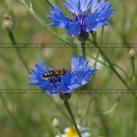 Василек синий, или Василек посевной (лат. Centaurea cyanus) с пчелой. Стоковое фото, фотограф Елена Коромыслова / Фотобанк Лори