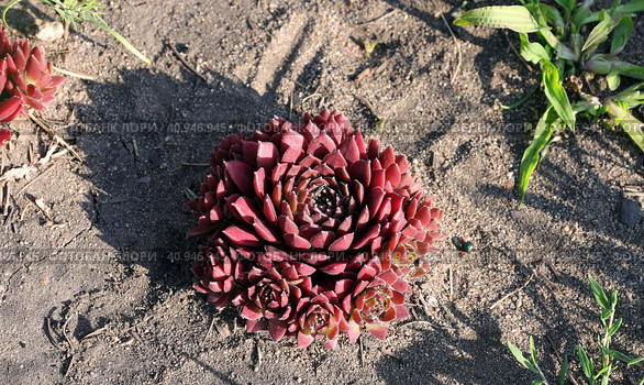 Вечнозеленое морозостойкое многолетнее молодило или каменная роза (лат. Sempervivum) необычного красного цвета растет на песчаной почве. Стоковое фото, фотограф Наталья Сухорукова / Фотобанк Лори