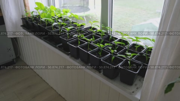 Vegetables seedlings. Young plants sprout growing in seed trays, in pots indoor. Early plant development. Green Tomato, pepper plant recently germinated and ready for thinning. Home gardening concept. Стоковое видео, видеограф Марина Демидюк / Фотобанк Лори