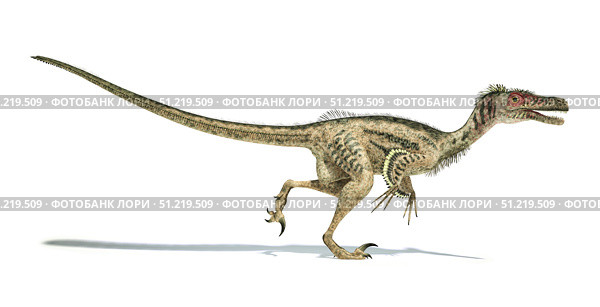 Velociraptor dinosaur on white background. Leonello Calvetti/Stocktrek Images/TASS. Стоковое фото, агентство ТАСС / Фотобанк Лори
