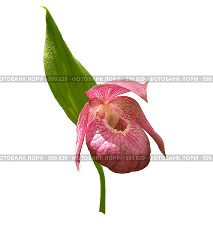Венерин башмачок крупноцветковый (лат. Cypripedium macranthon) изолированно. Стоковое фото, фотограф Олег Рубик / Фотобанк Лори