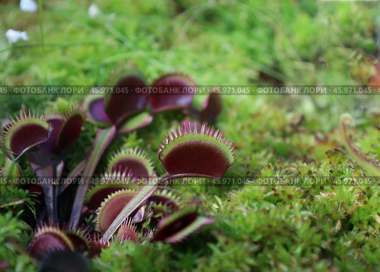 Венерина мухоловка (лат. Dionaea muscipula) в тропическом саду в зеленой траве на размытом фоне. Стоковое фото, фотограф Наталья Сухорукова / Фотобанк Лори