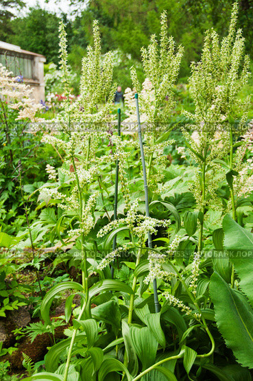 Veratrum grandiflorum plants in bloom, чемерица крупноцветковая. Стоковое фото, фотограф Короленко Елена / Фотобанк Лори