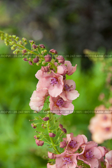 Verbascum rubiginosum , коровяк краснеющий, цветы. Стоковое фото, фотограф Короленко Елена / Фотобанк Лори