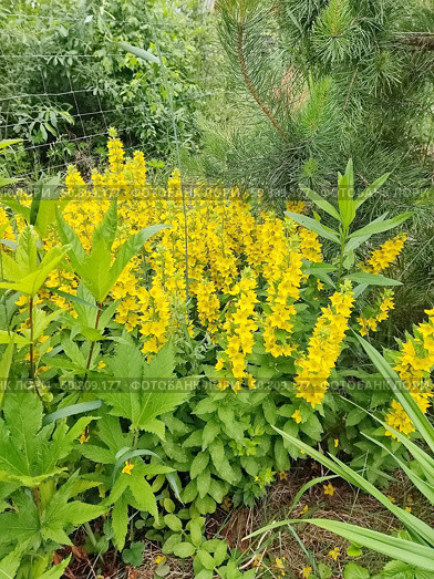 Вербейник обыкновенный (лат. Lysimachia vulgaris) — многолетнее травянистое растение с прямостоячими стеблями, широко распространённое в Евразии. Стоковое фото, фотограф Сергей Елизарьев / Фотобанк Лори