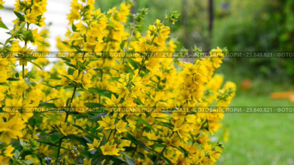 Вербейник точечный садовый Lysimachia punctata (Garden Loosestrife, Yellow Loosestrife or Garden Yellow Loosestrife) в дождь. Стоковое видео, видеограф Pukhov K / Фотобанк Лори