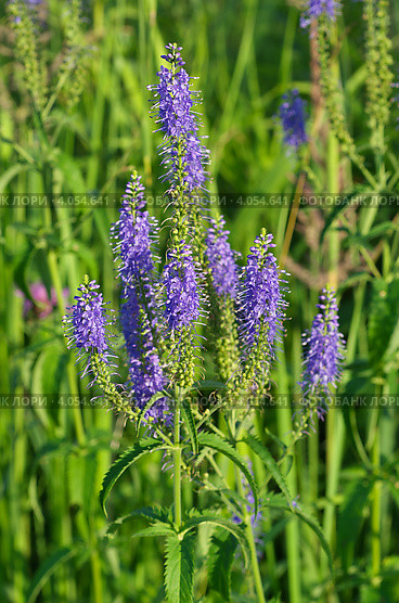 Вероника длиннолистная (лат. Veronica longifolia) Стоковое фото, фотограф Елена Коромыслова / Фотобанк Лори