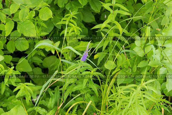 Вероника длиннолистная (лат. Veronica longifolia) на правом берегу реки Дон, Волгоградская область, Россия. Стоковое фото, фотограф Андрей Цыганков / Фотобанк Лори